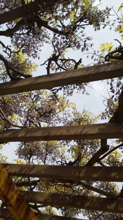 藤棚　貴船公園