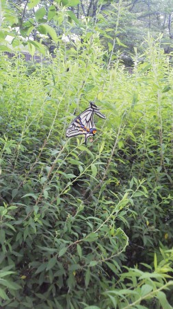 アゲハ蝶　白沢渓谷
