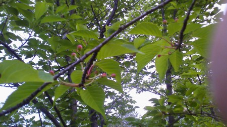 さくらのみ　猪高　虫食い