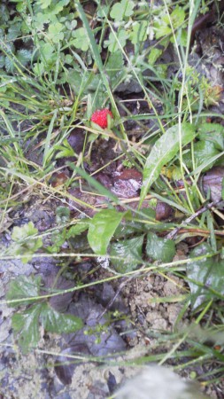 野いちご？　へびいちご？