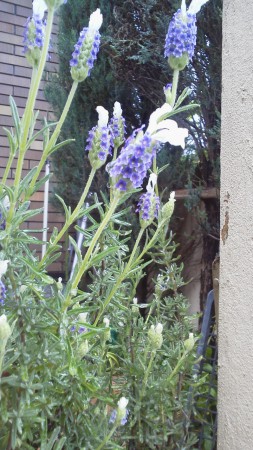 なんのおはな？